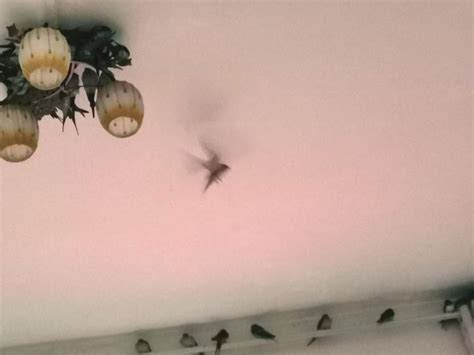 燕子在家筑巢 圖藤